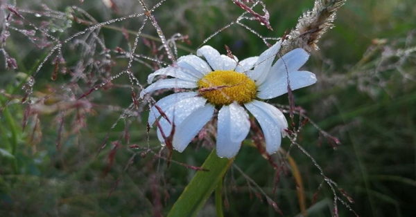 Вечер коротких сообщений «Земля — живое существо?»