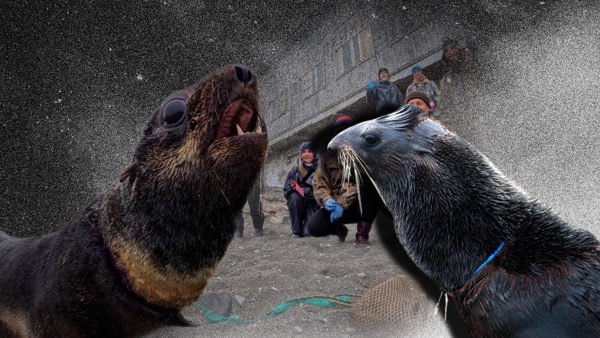 Встреча с "Друзьями океана" : 10 лет спасения тюленей и китов, пострадавших от мусора