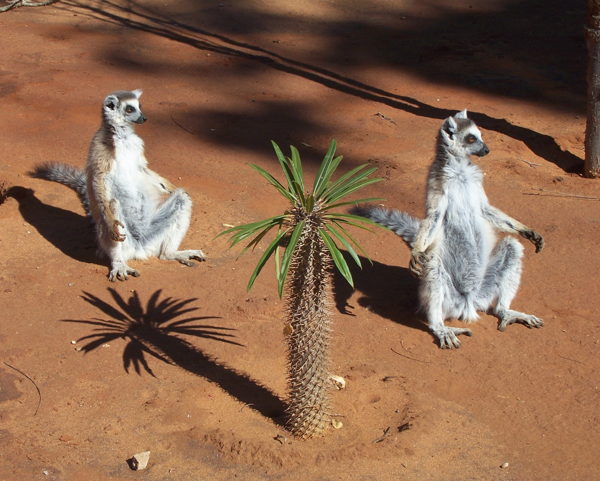 Зоософия Мадагаскара Заседание Клуба друзей Мадагаскара и Африканского клуба ИНИОН РАН