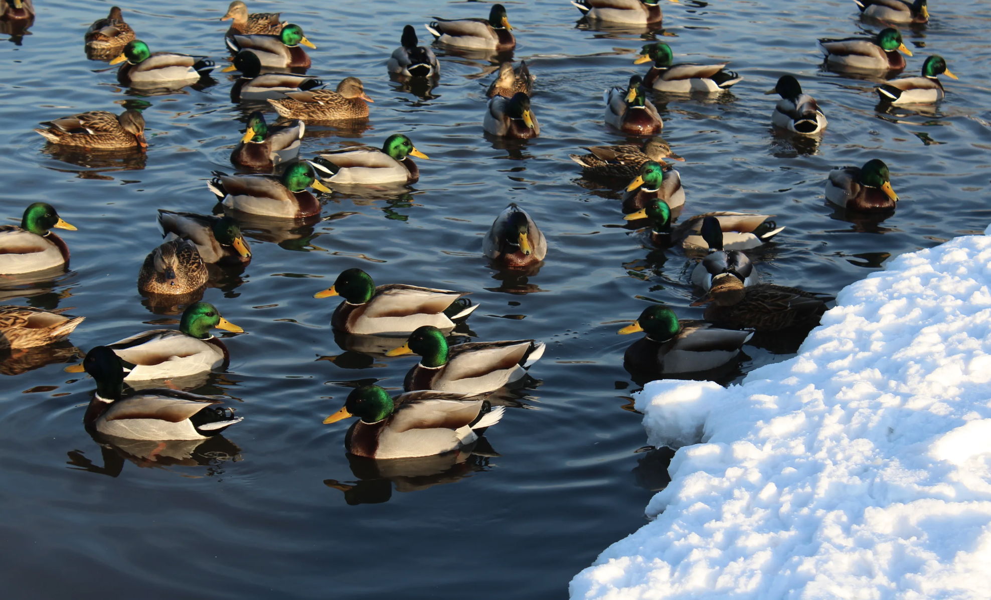 23 февраля в 13:00 Прогулка "Водоплавающие зимующие в Коломенском" с Ильёй Самойленко. 8+