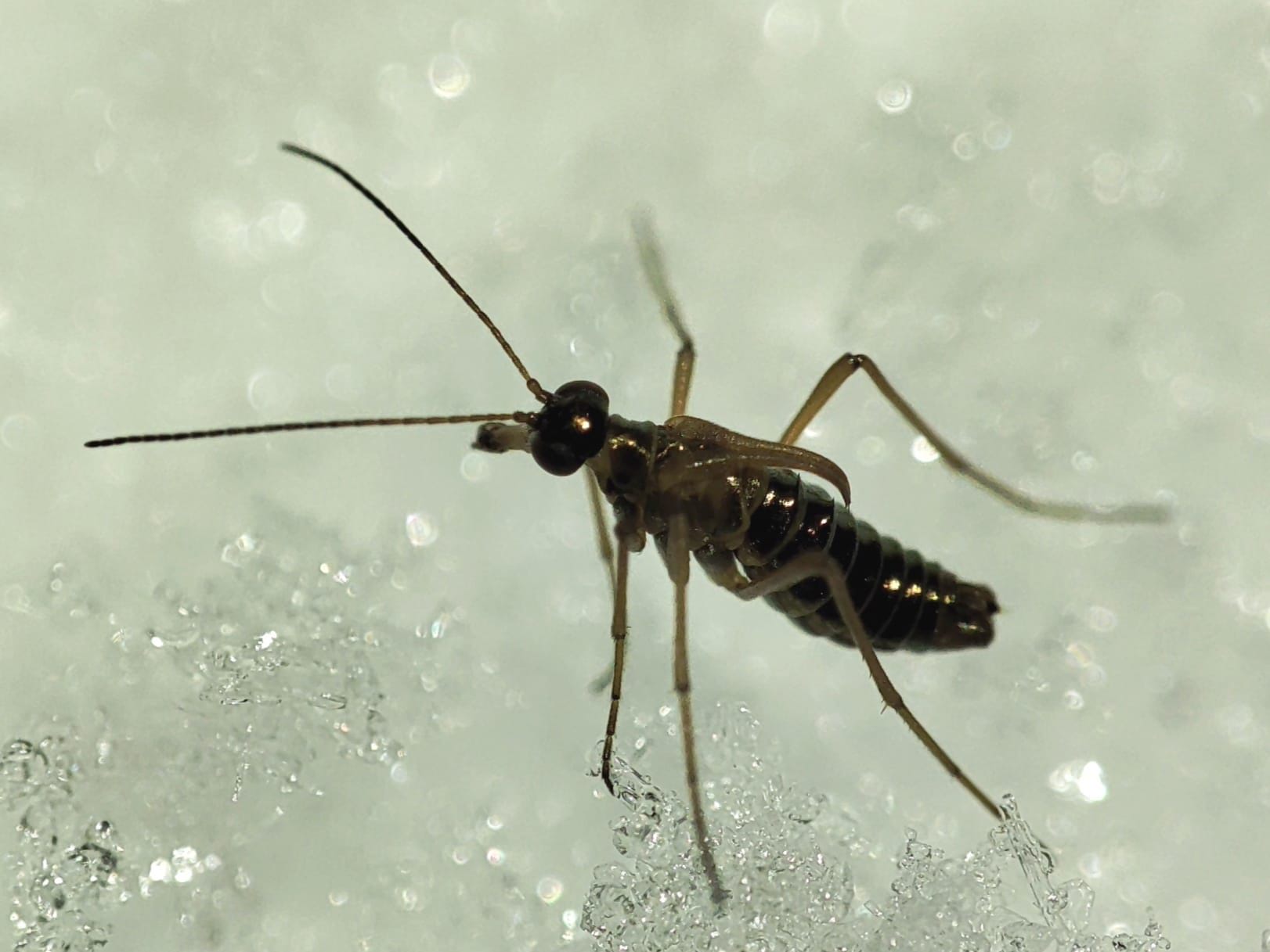 Онлайн-лекция Павла Квартальнова "Бабочки на снегу"