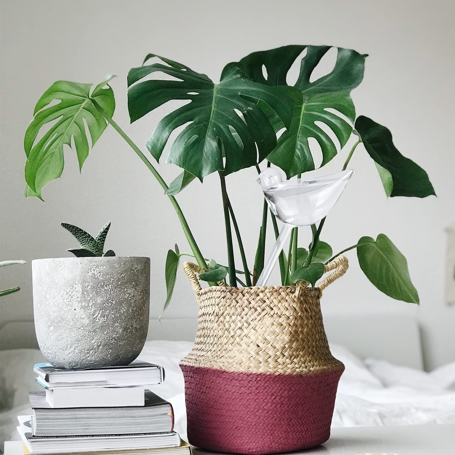 Обмен растениями