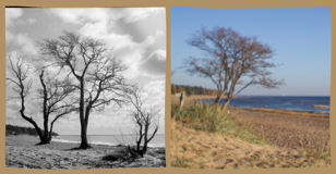 Фотовыставка Петрова Никиты и Кирилловой-Миновой Марии «Природа Финского залива. Впечатления»