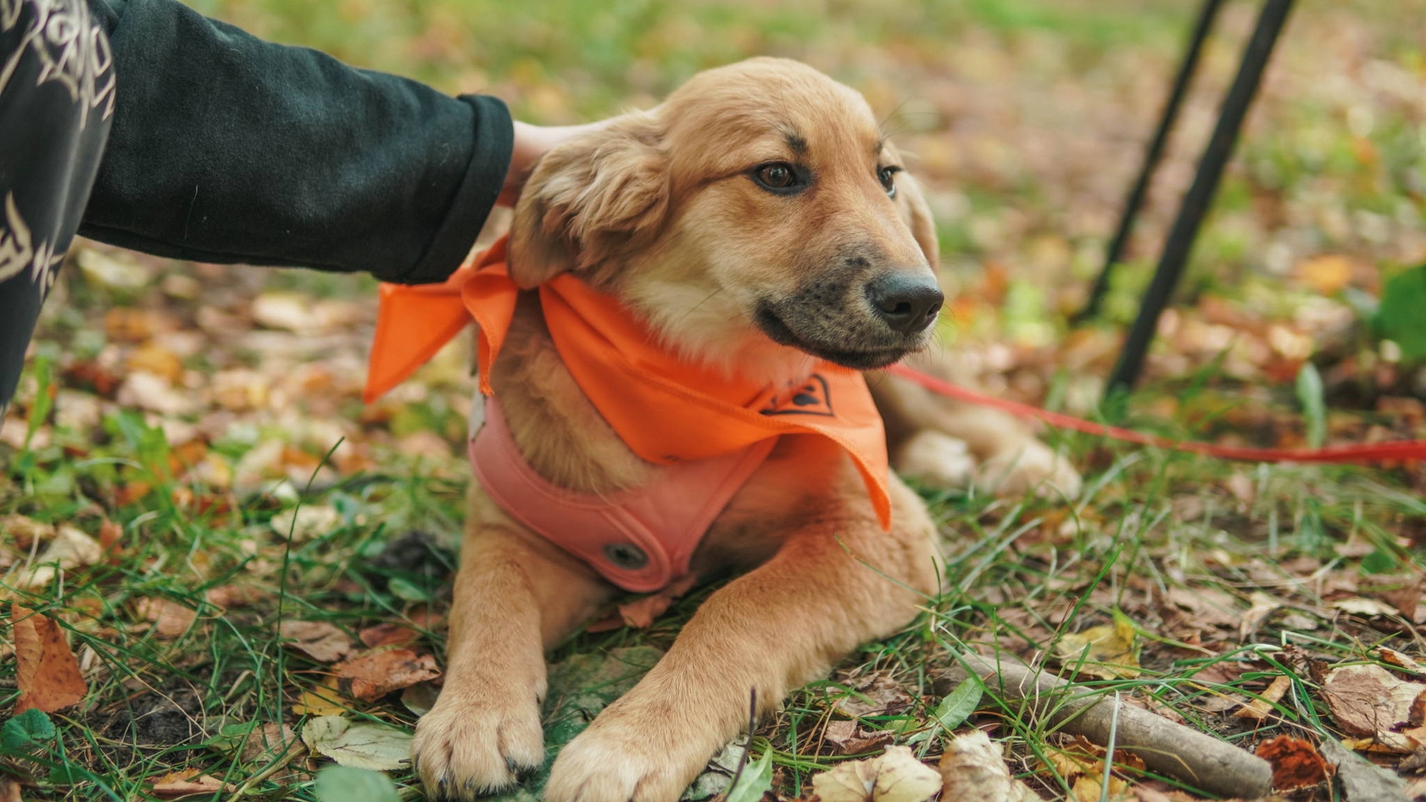 Прогулка в сосновом лесу с хвостатым другом! Бесплатный выезд в передержку «Зоозащита»