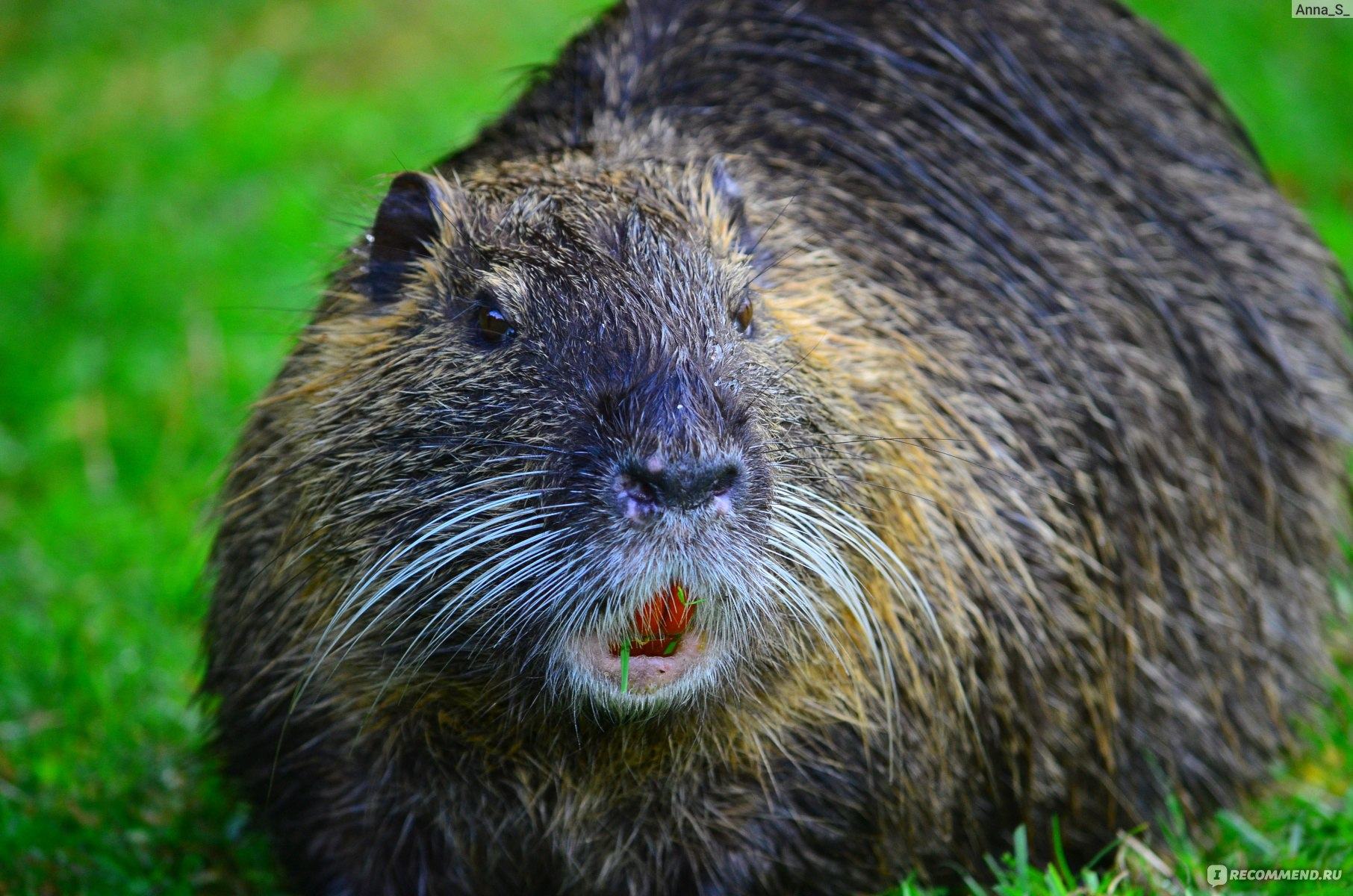 Нутрии в гостях у людей