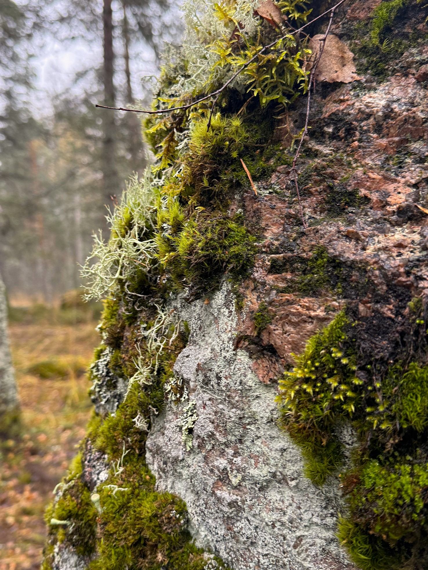 Тур в Светогорск. От дерева в лесу до бумаги в офисе (мини-группа) 2 дня