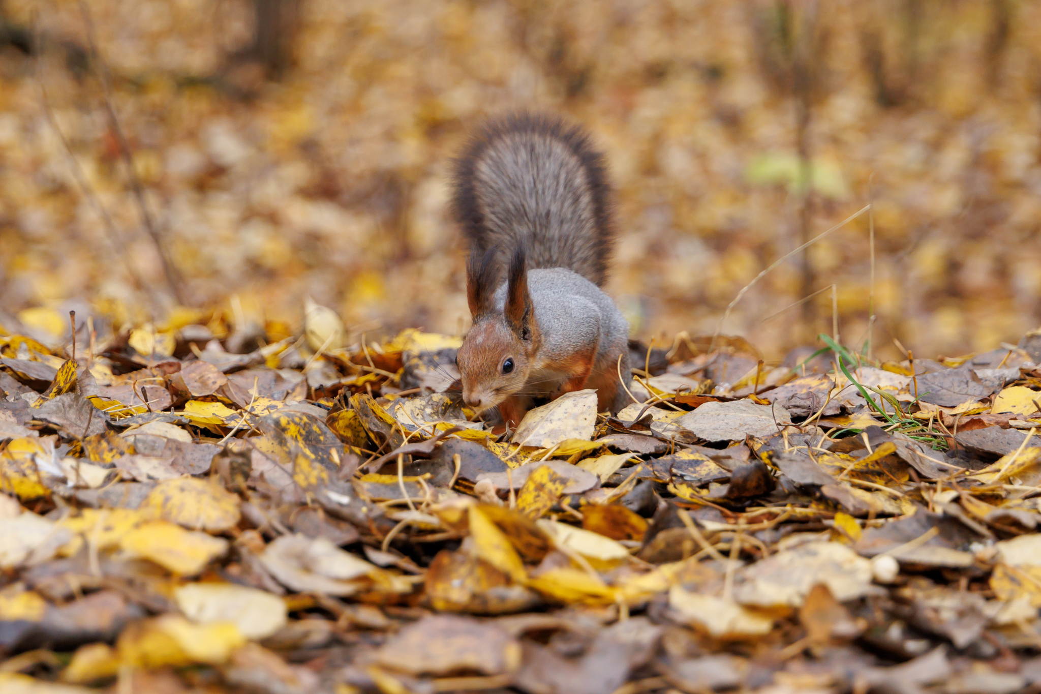 Онлайн-занятие «Белки: милые и пушистые?» в экоцентре «Экошкола Кусково»