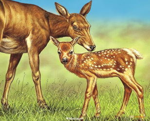 В мире флоры и фауны (6-10 лет)