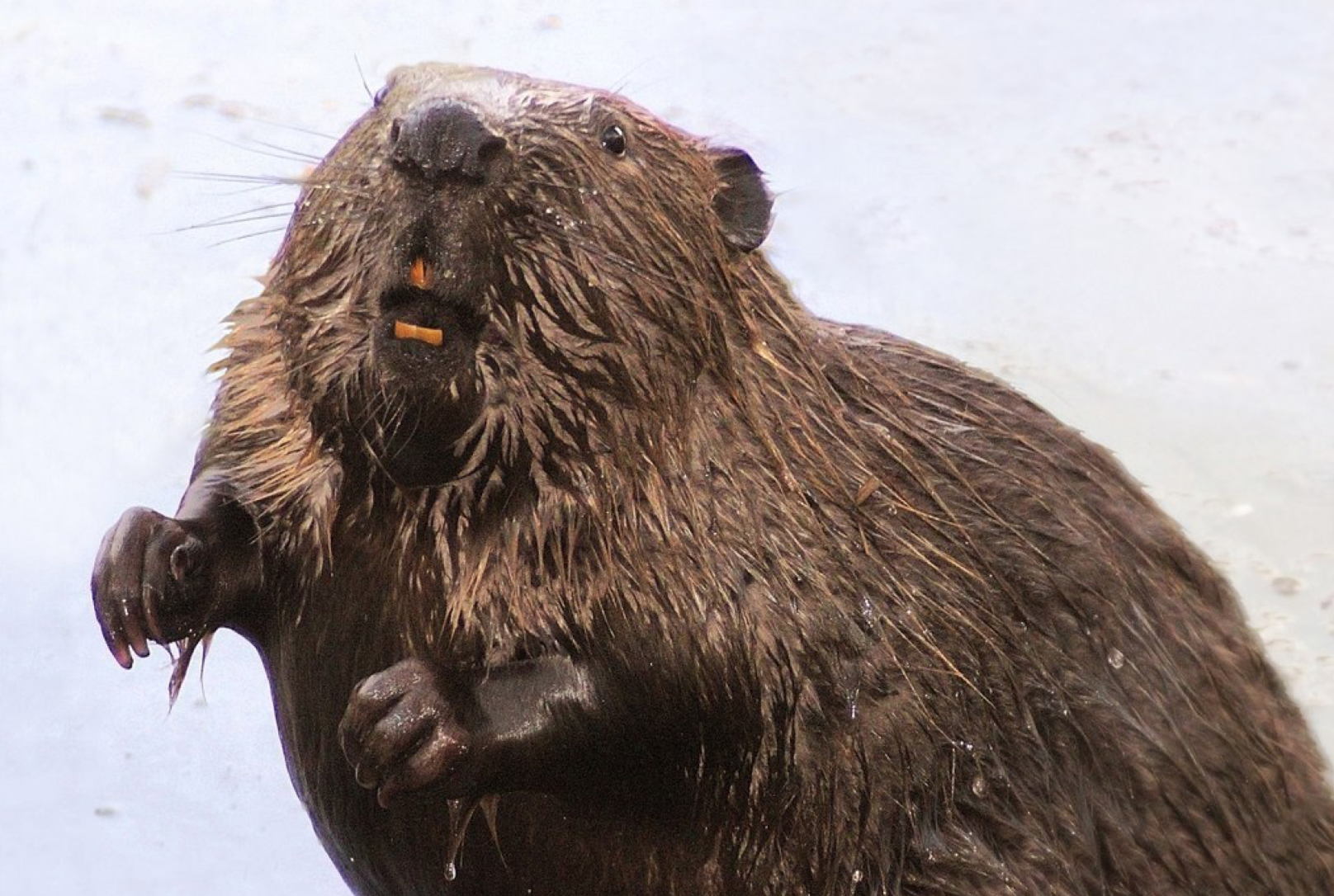 в 18:30 Весенняя прогулка в Покровское-Стрешнево "В гости к бобрам" с биологом Наталией Бубякиной. 6+