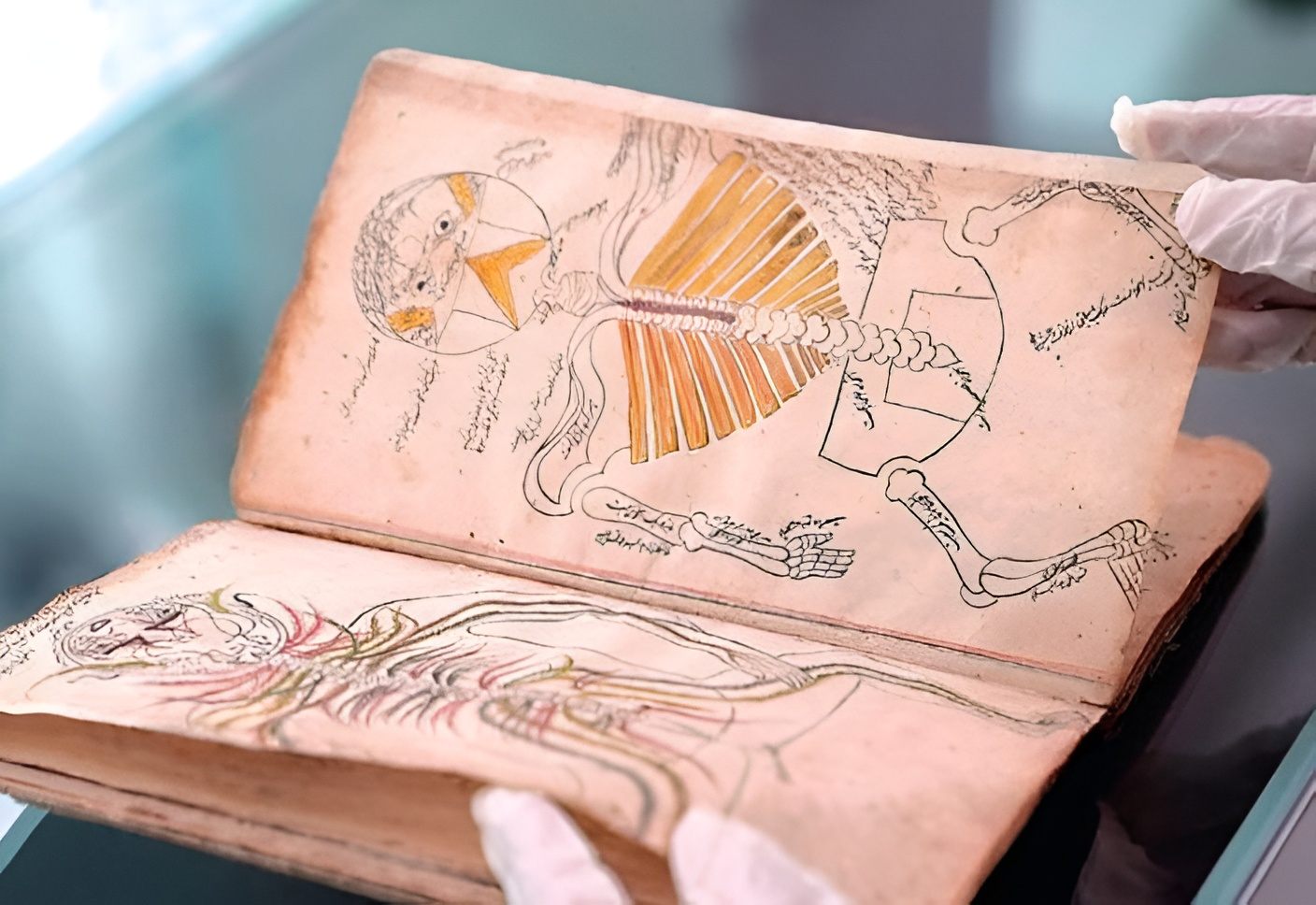 Онлайн-курс "Антропология тела"