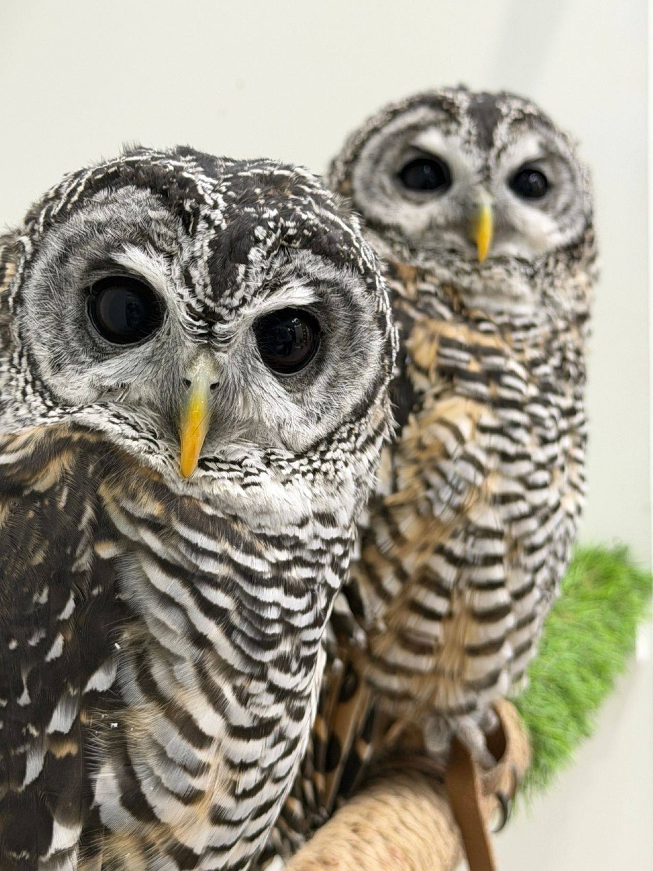 Экскурсия в «Совиный Дом»