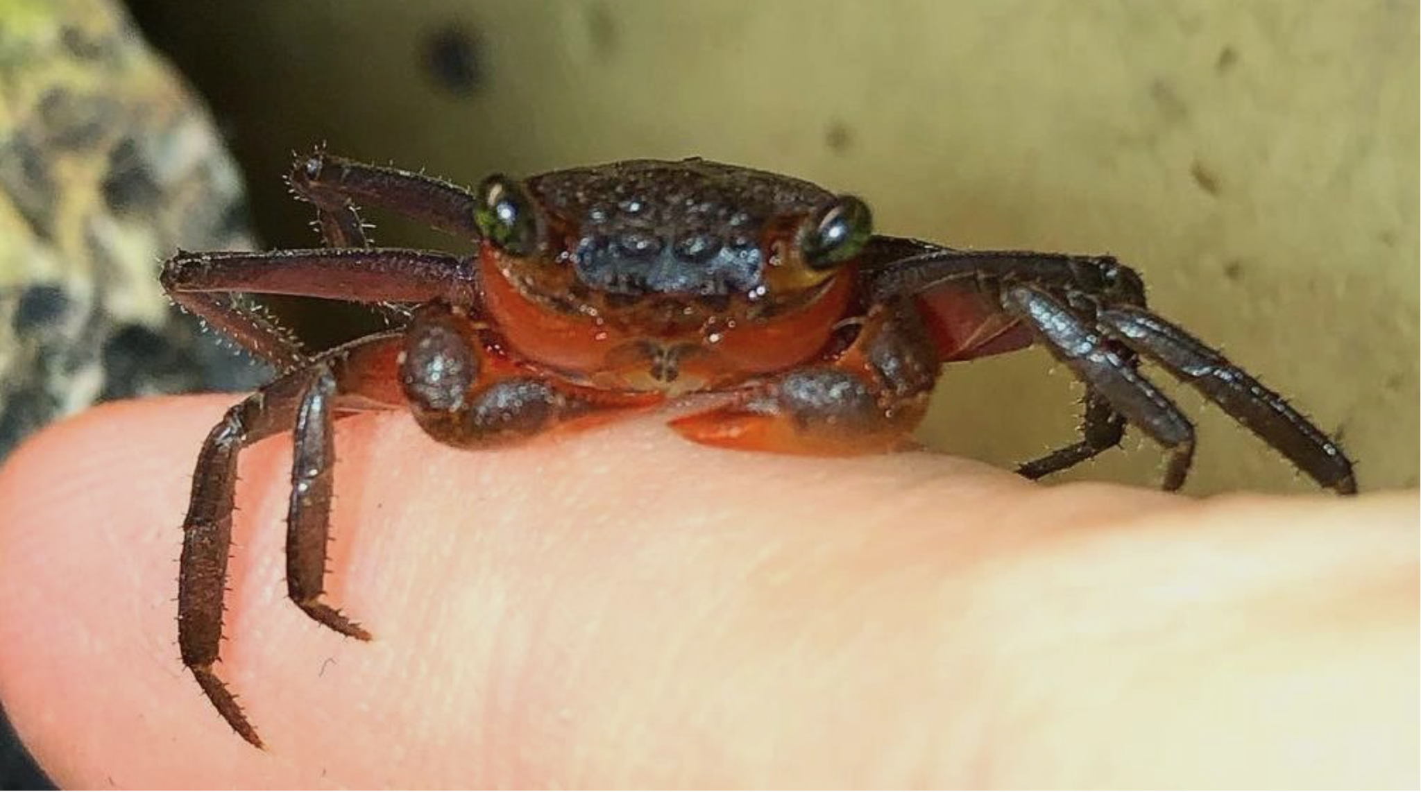 в 12:30 "Живая" лекция "Пресноводные крабы" биолога Ивана Зенина в библиотеке им. Гайдара на Фрунзенской. 5+