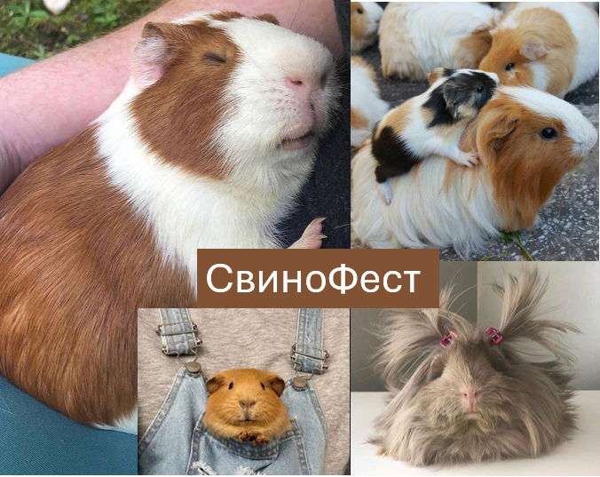 СвинФест 2025