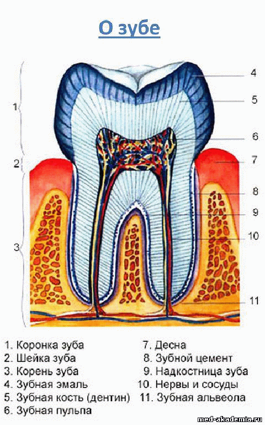 Какой цифрой на рисунке обозначен дентин