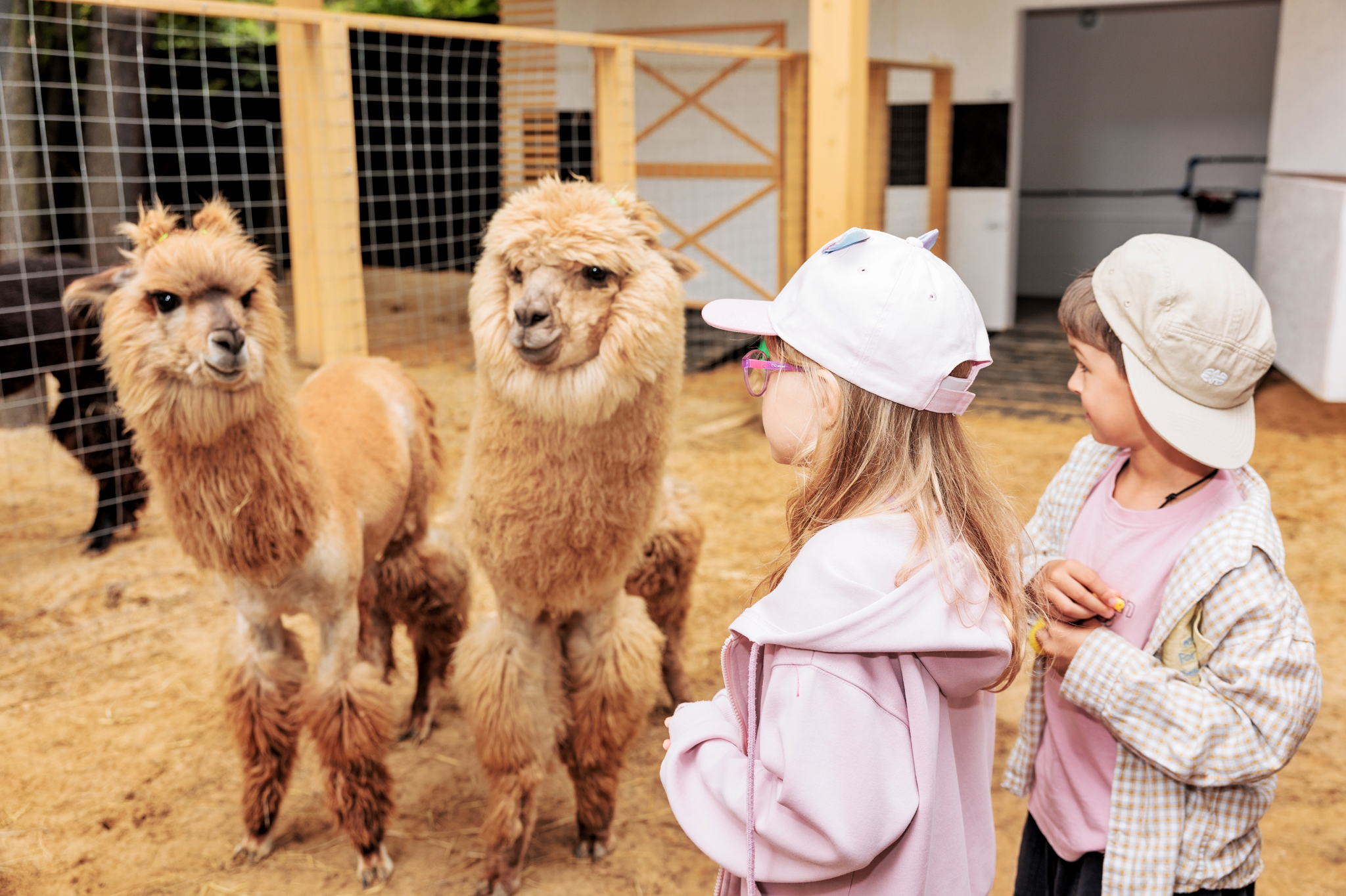«Альпака Парк» дарит бесплатный вход детям на весенние каникулы