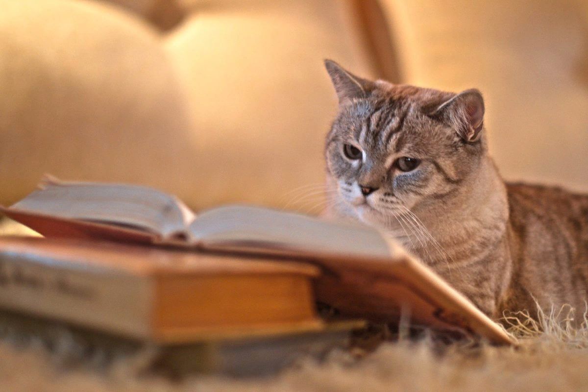"Дневник Кота сапиенса"