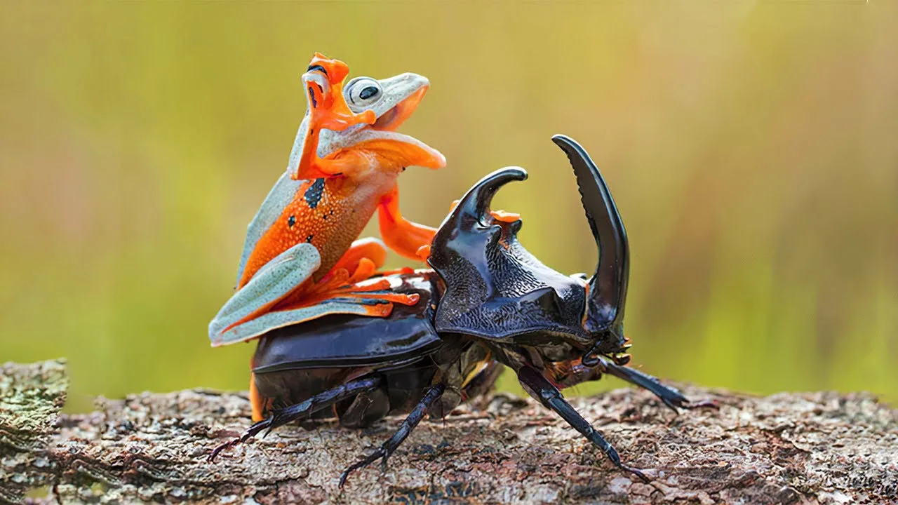 Карапузики, кузьки и козявки. Поговорим о жуках?