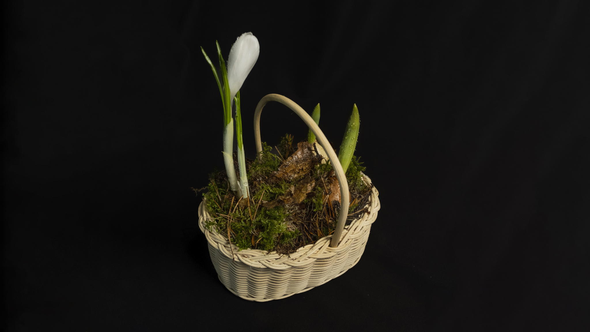 Мастер-класс «Первоцветы: крошечная корзинка с крокусами»