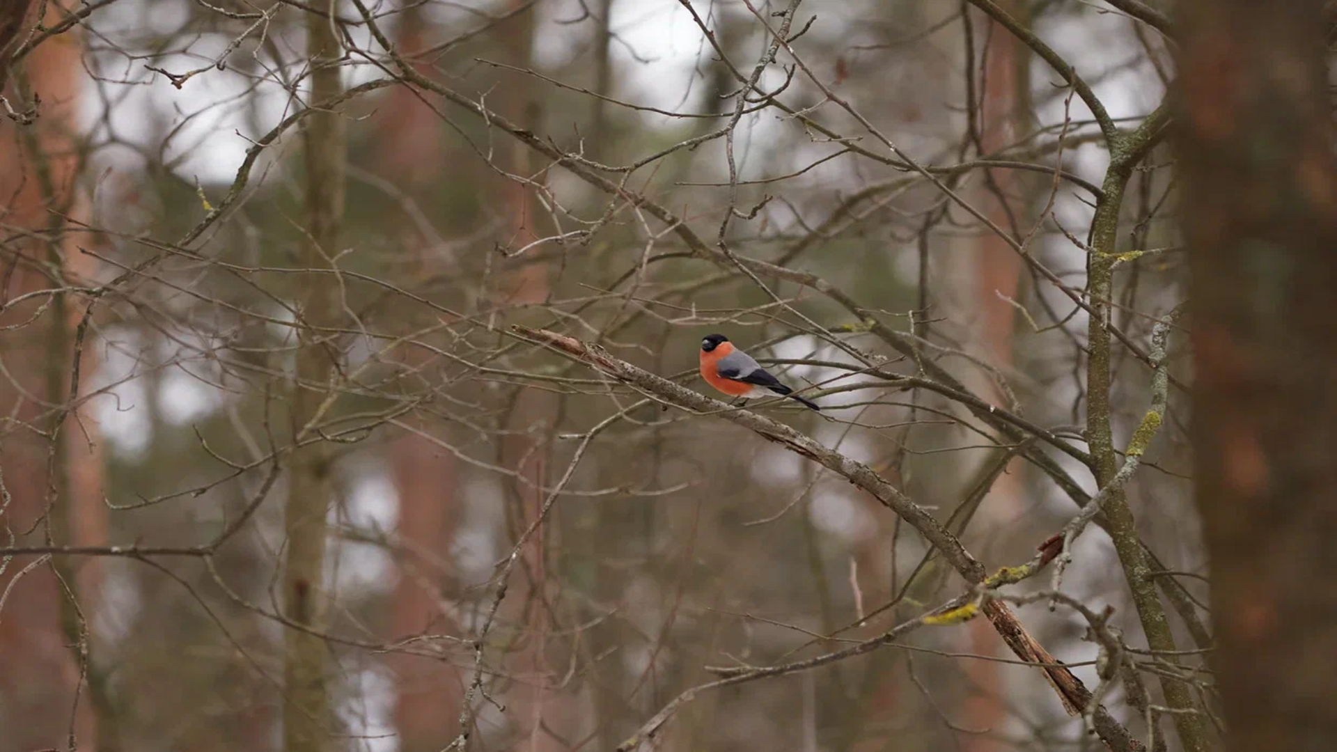 Бесплатная орнитологическая экскурсия в парке Сергиевка