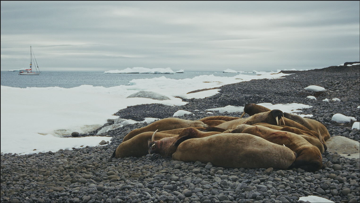 Илья Малкин «Путь лейтенанта Седова»