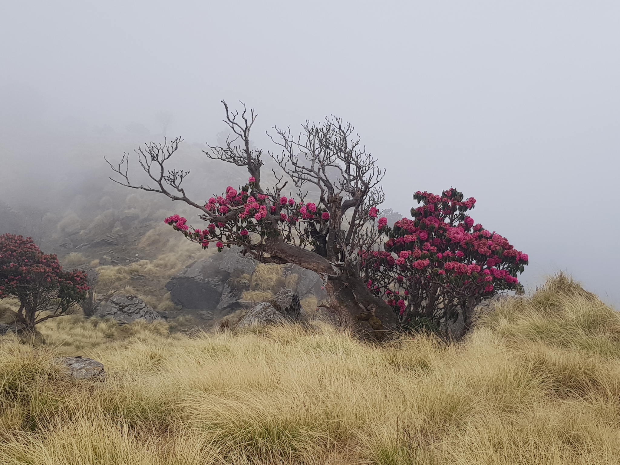 Экспедиция Санкт-Петербургского союза учёных в Кумаонские Гималаи, весна 2025