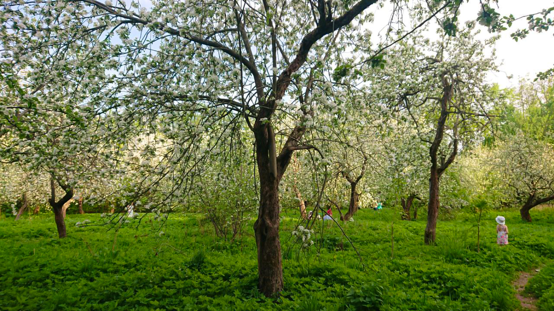 Яблоневый сад Москва Беляево