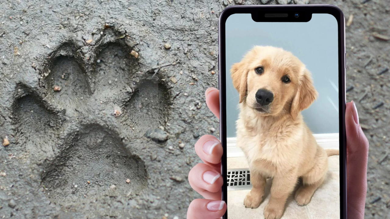 Мобильный квест "В поисках друга: потерявшийся щенок"