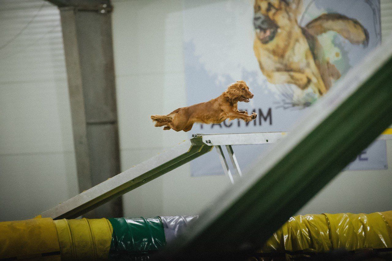 12:30 15:00 Интерактивная лекция о собаках и научных основах их обучения от зоолога Марии Горецкой в библиотеке им. Гайдара на Фрунзенской. 12+