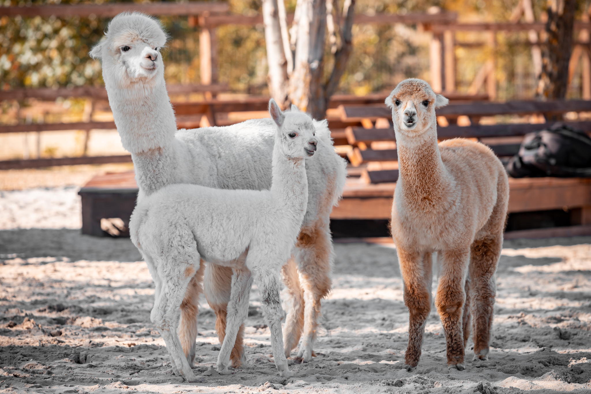 Экскурсия в парк альпак "Пача Мама" в Коприно