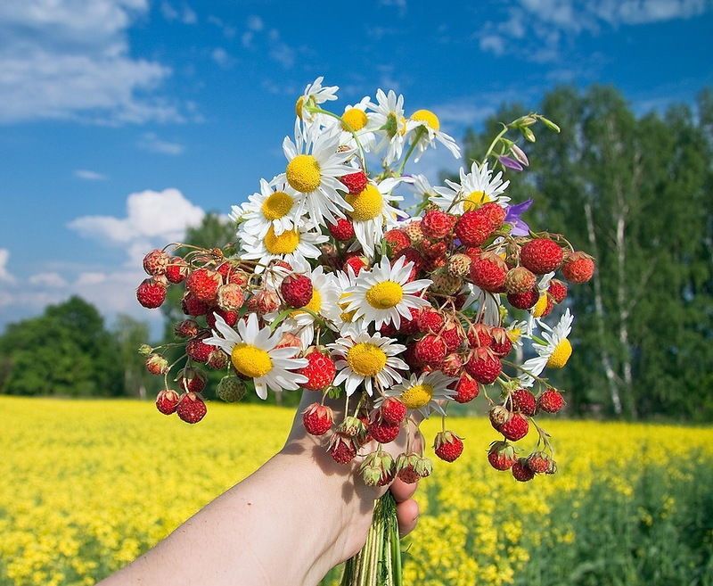Мечты о лете