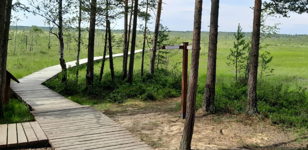 Бесплатная экскурсия «Экологическая тропа Сестрорецкое болото»