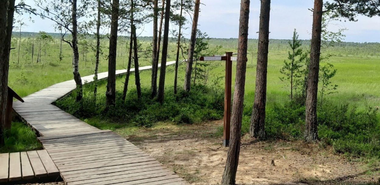 Бесплатная экскурсия «Экологическая тропа Сестрорецкое болото»