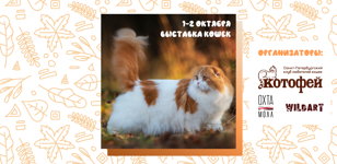 Осенняя выставка кошек в Санкт-Петербурге