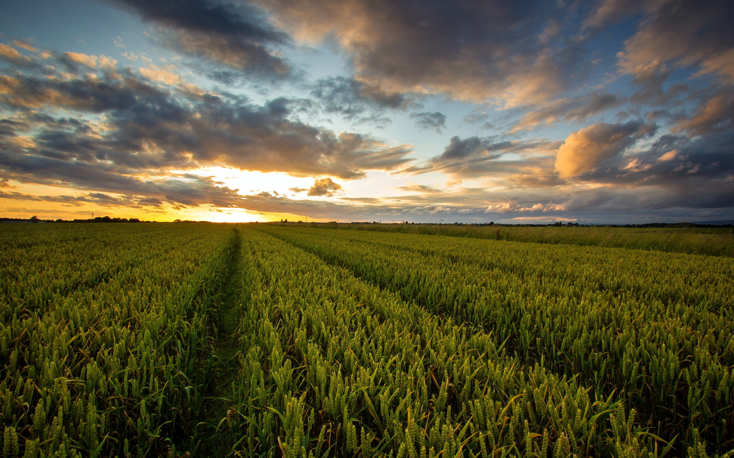 Состояние посевов в рт. Рожь и пшеница отличия фото. Сожженное солнцем поле. Ячменное поле. Field move.