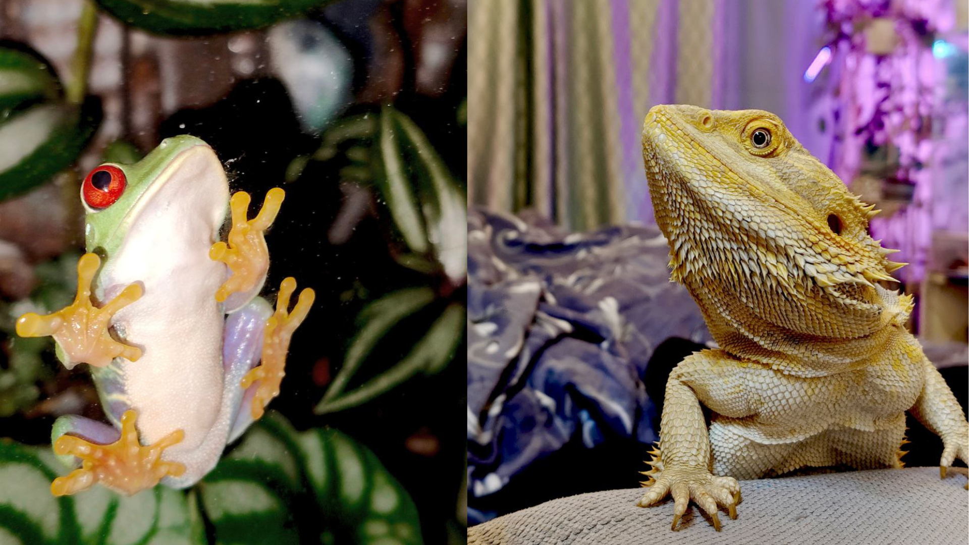 ОНЛАЙН "Экзотика в хрущёвке: страшно интересная встреча"