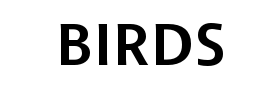 Коллектив BIRDS