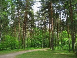 Семейный фото-квест в Сосновке "Верю-не верю" 5-8 лет 500/700 руб.