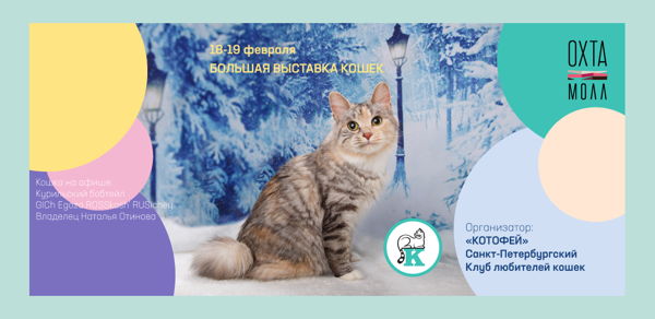 Зимняя выставка кошек в Санкт-Петербурге