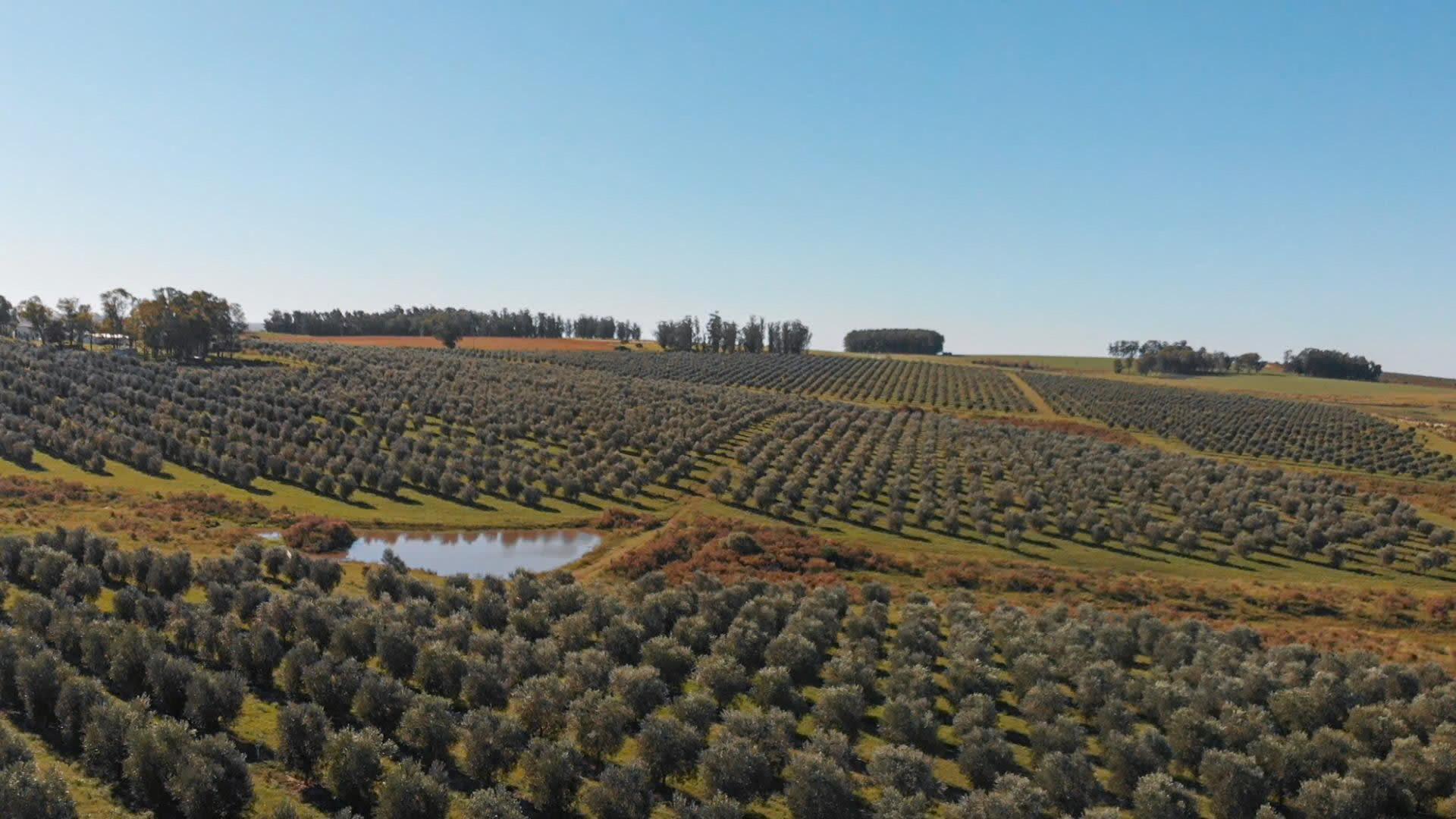 Международный агромитап Россия–Уругвай