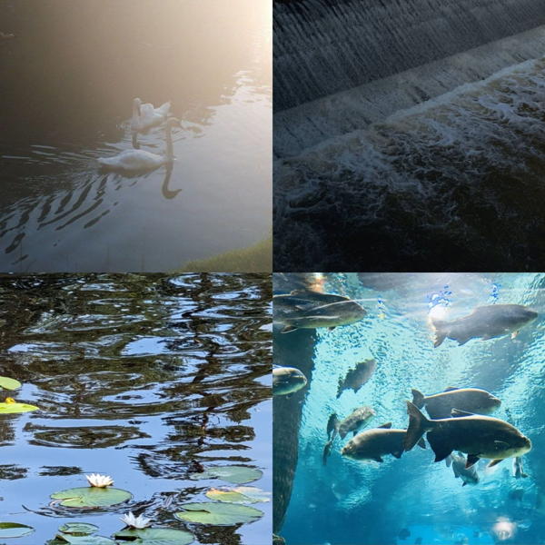 «Водные чтения»