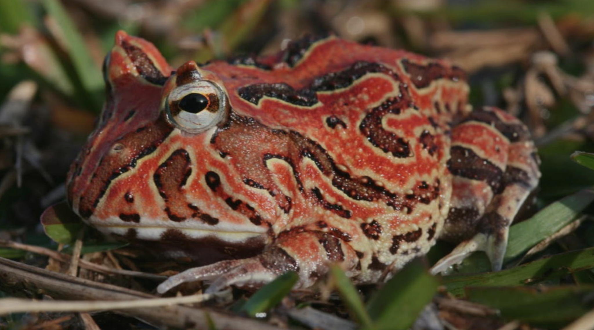 в 12:30 "Живая" лекция "Про лягушку Пакман" зоолога Анны Ремизовой в библиотеке им. Гайдара на Фрунзенской. 5+