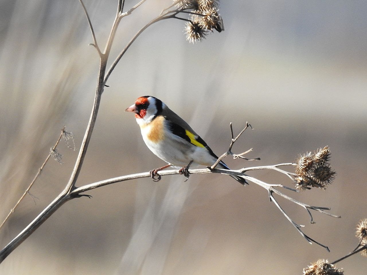 Ранние пташки