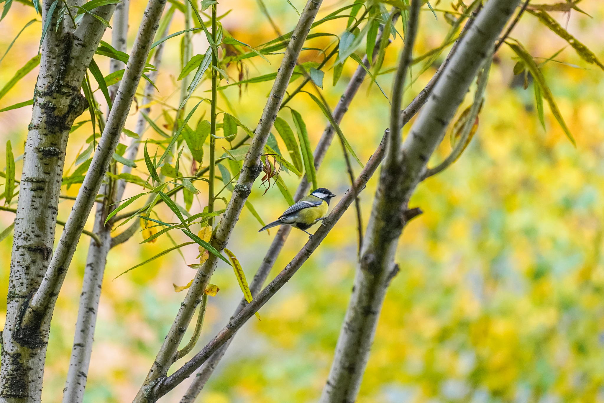 Атмосферный кинопоказ в лектории. Фильм "Легенды осени", 1994 г