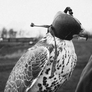 Кураторская экскурсия по выставке «Animalia» 