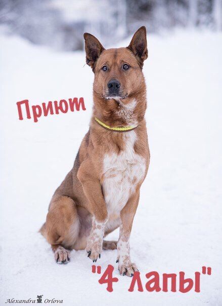Приют "4 лапы"