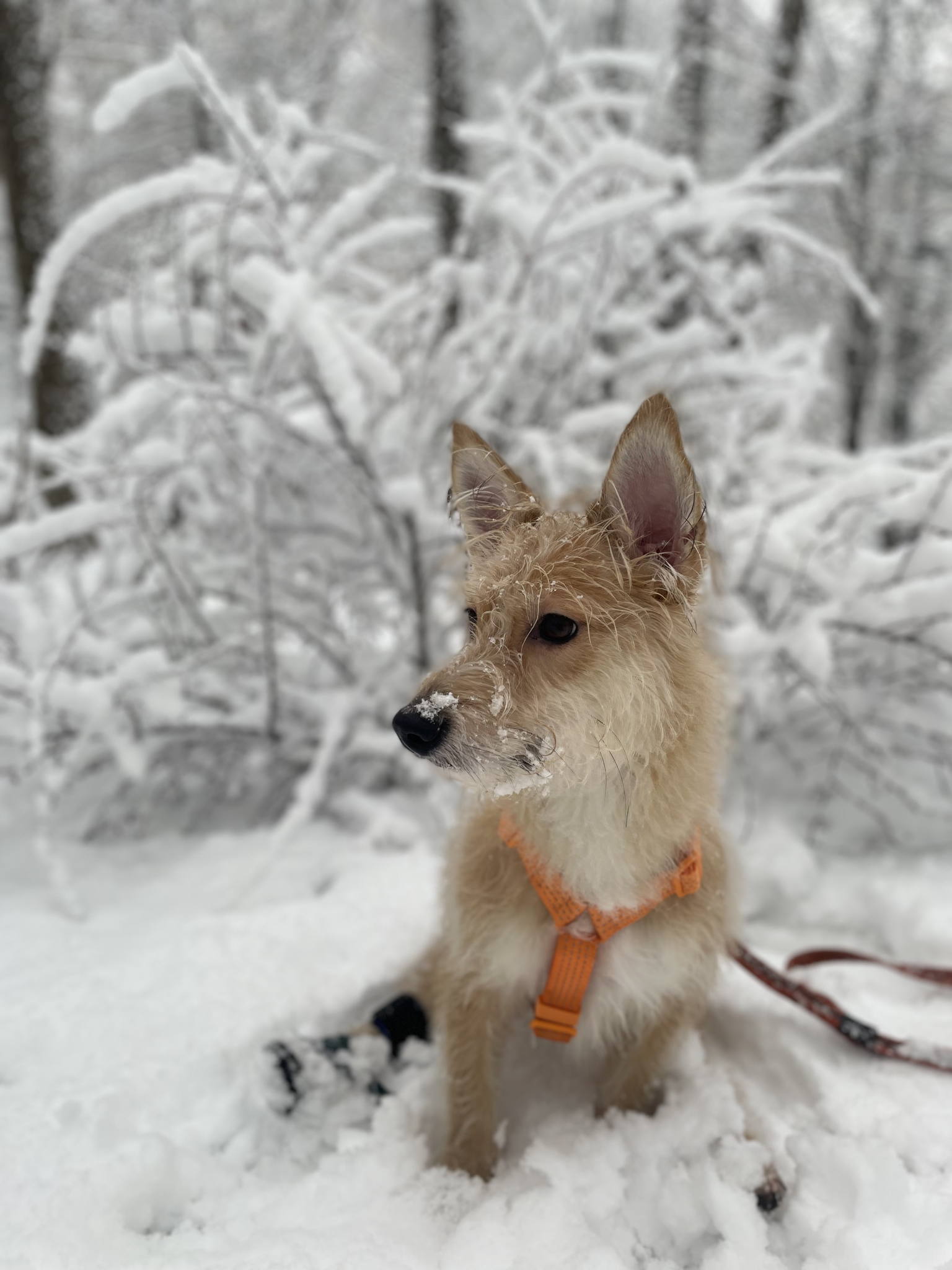 Ёлка Дарящих надежду новогодняя выставка-пристройство 200 собак и кошек из приютов