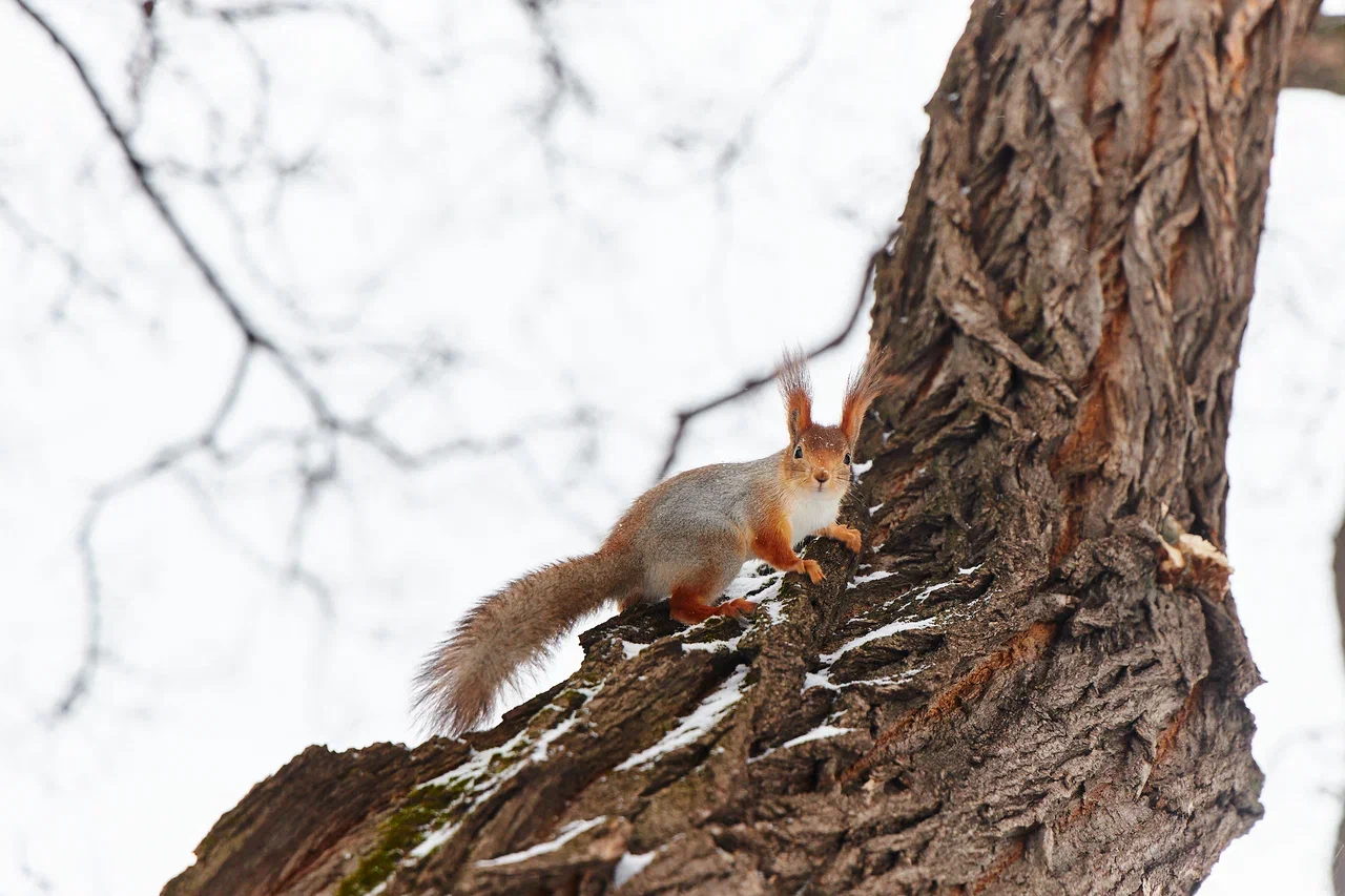 Весенний учет белок в Нескучном саду