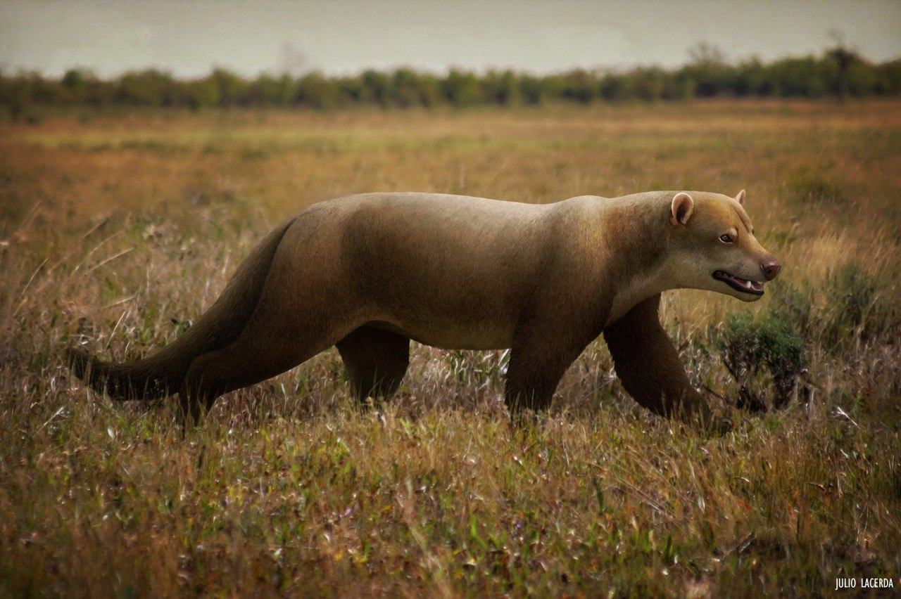 Лекция Ярослава Попова "Собакообразные хищники: от стайных охотников до морских адаптаций"