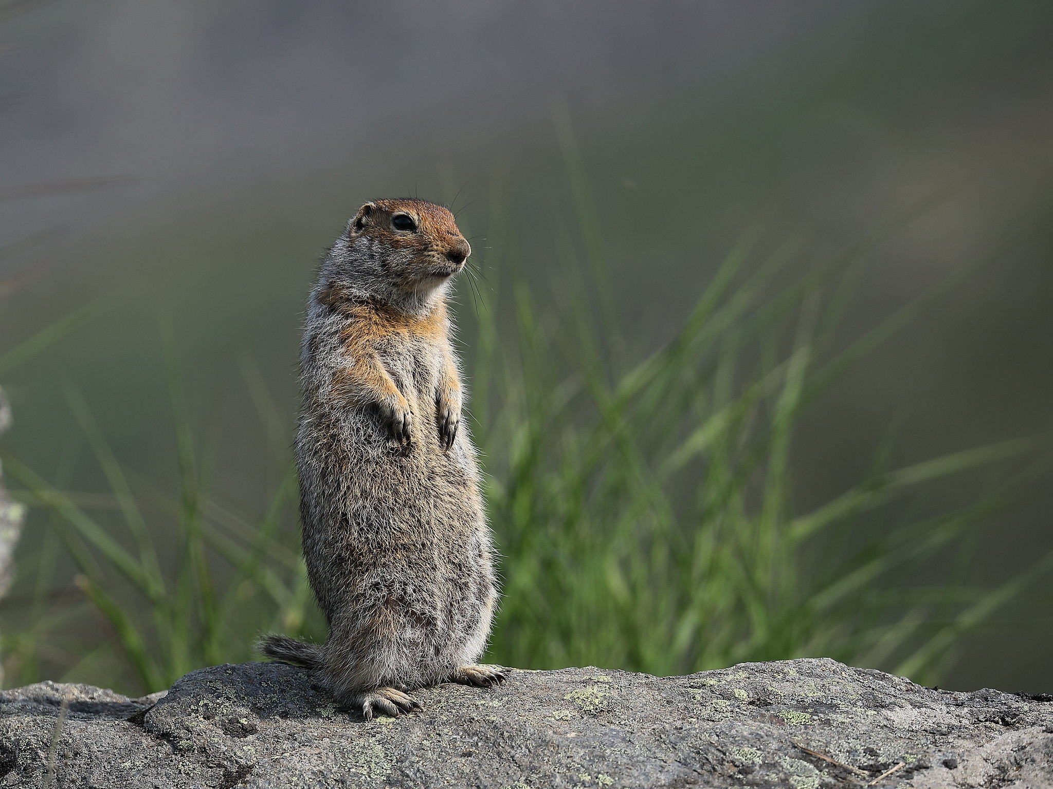 Лекция Павла Квартальнова "Зиму я сплю напролет..."