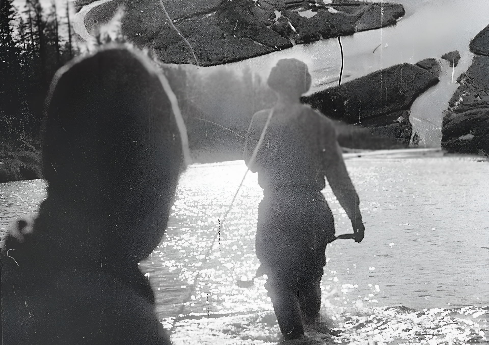 Кольца жизни: в поисках тысячелетнего образца